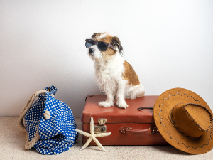 Hund sitzt auf gepacktem Koffer.