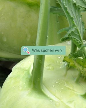 foddquiz_Kohlrabi.
