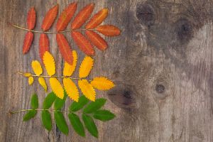 herbstbastelei_ThinkstockPhotos-517092501