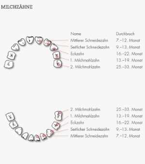 Nach diesem Schema brechen die Milchzähne in der Regel bei Kindern durch.