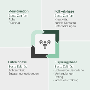 Es wird eine Grafik gezeigt, die die verschiedenen Phasen des Zyklus darstellt.