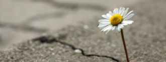 Ein Gänseblümchen wächst aus einem Riss im Asphalt.