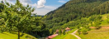 Wanderweg_im_Schwarzwald