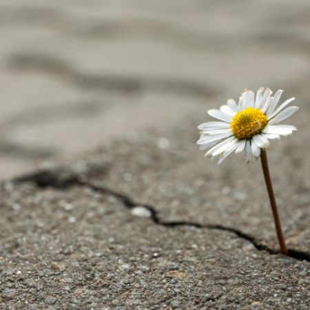 Ein Gänseblümchen wächst aus einem Riss im Asphalt.